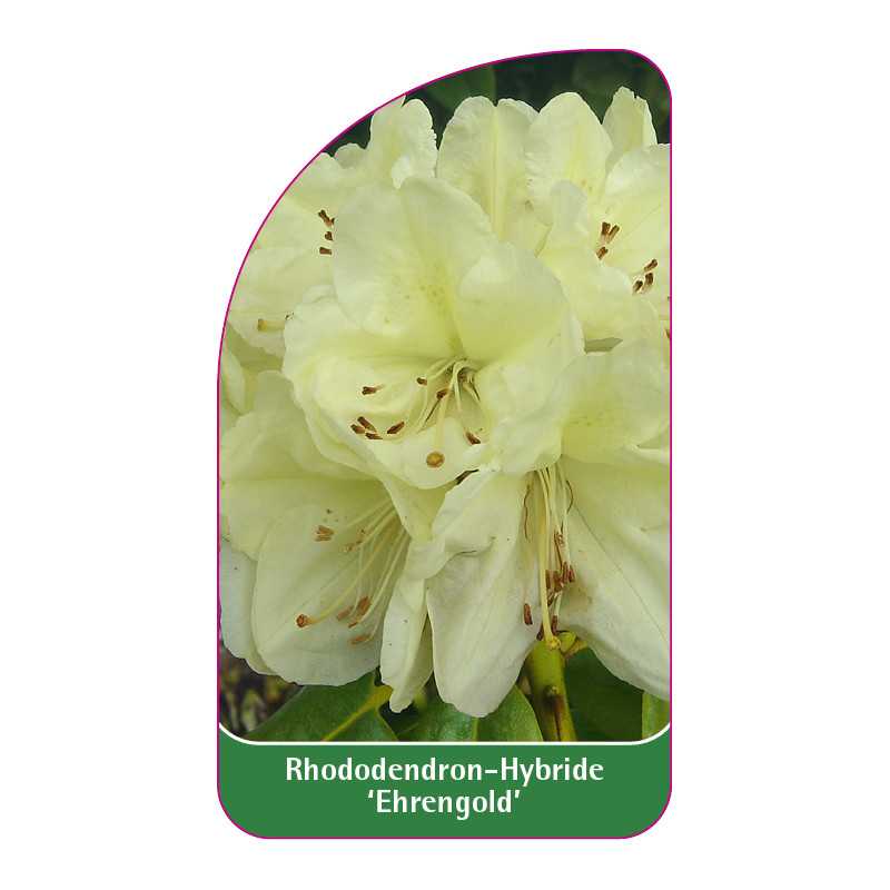 rhododendron-ehrengold-b1
