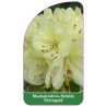 rhododendron-ehrengold-b1