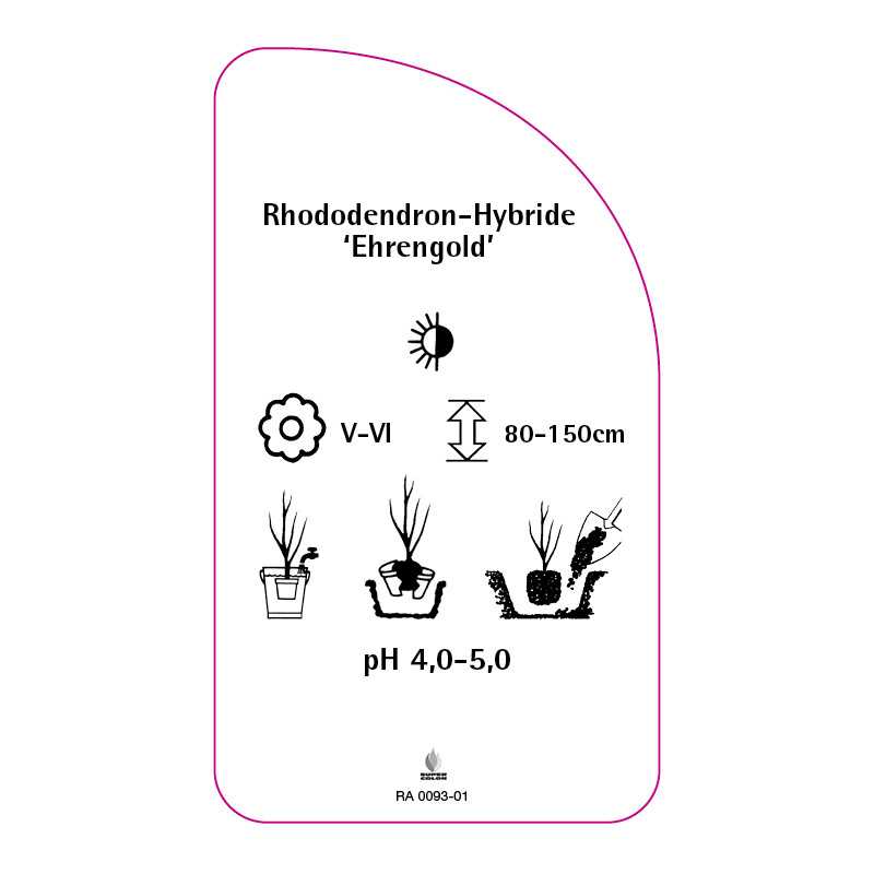 rhododendron-ehrengold-b0