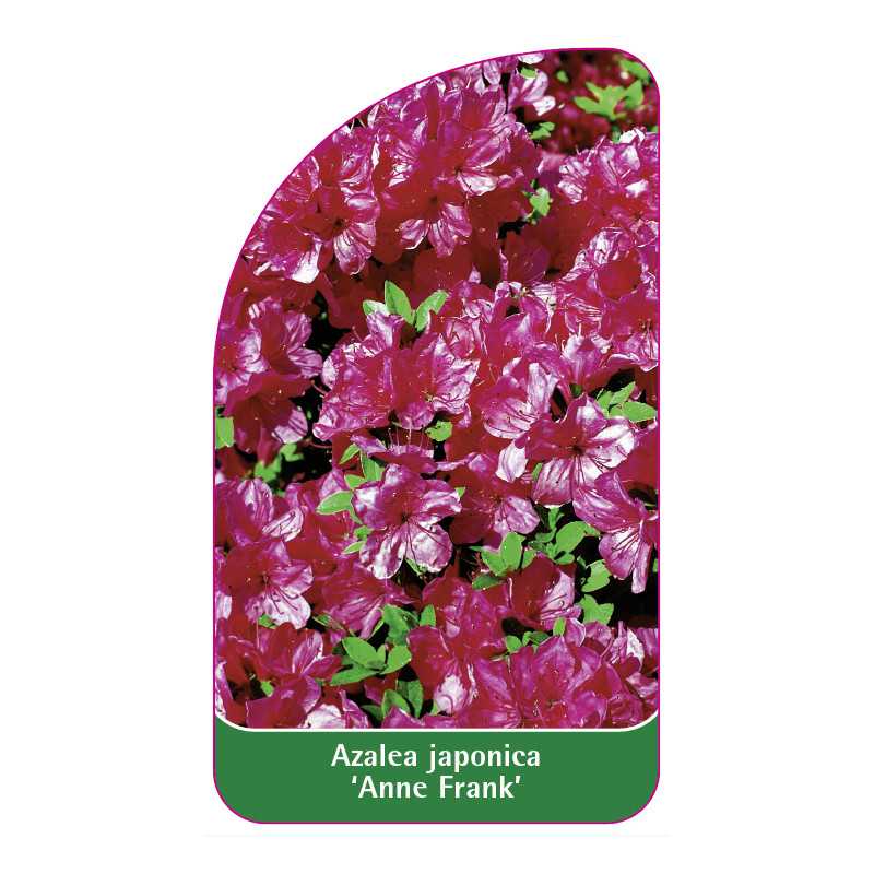 azalea-japonica-anne-frank-standard1