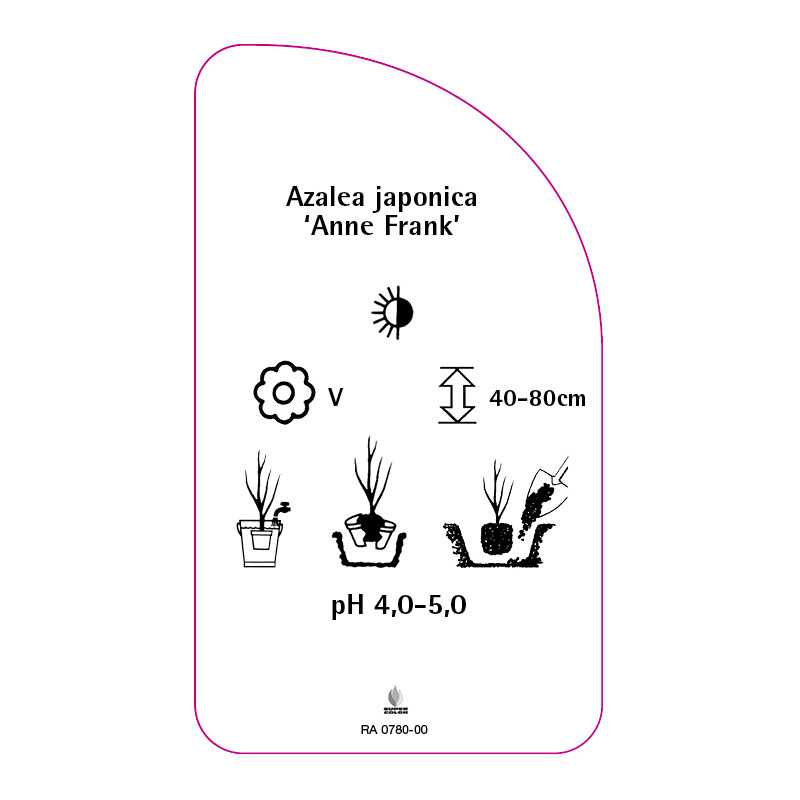 azalea-japonica-anne-frank-standard0