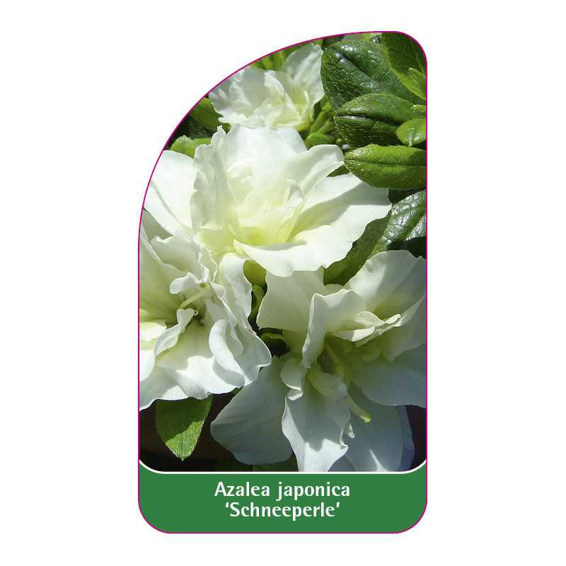 azalea-japonica-schneeperle-standard1