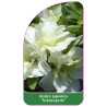 azalea-japonica-schneeperle-standard1