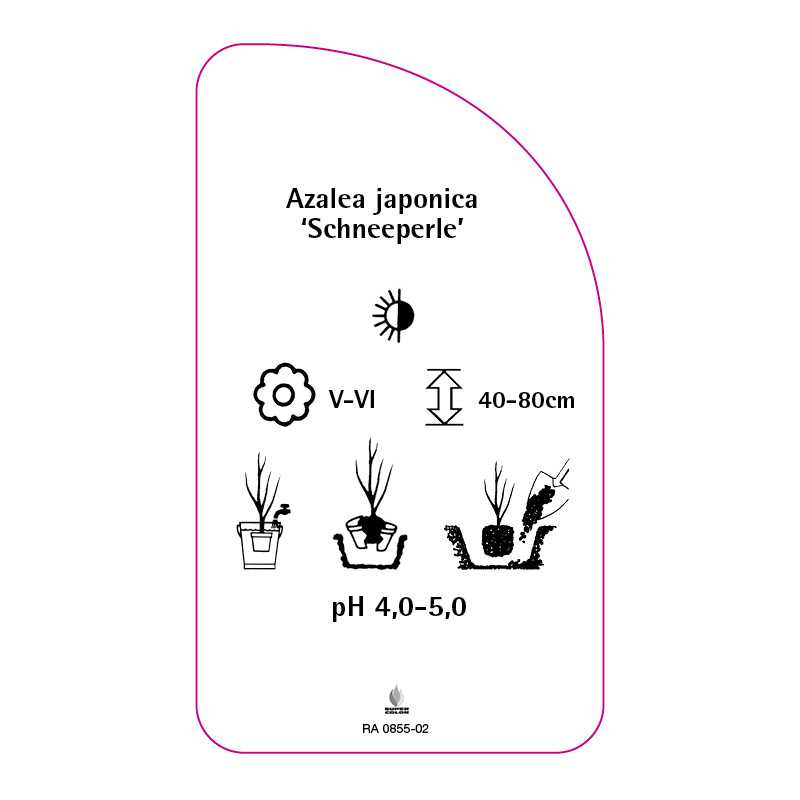 azalea-japonica-schneeperle-standard0