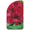 rhododendron-taragona-1