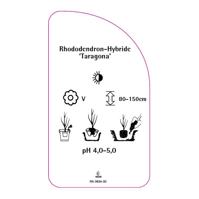 rhododendron-taragona-0