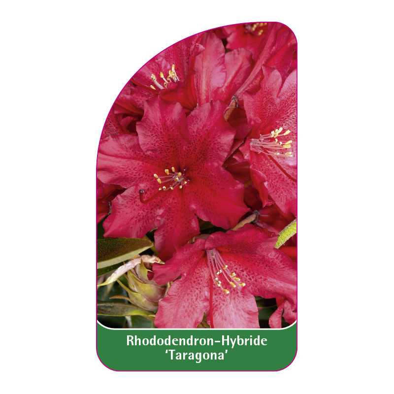 rhododendron-taragona-b1