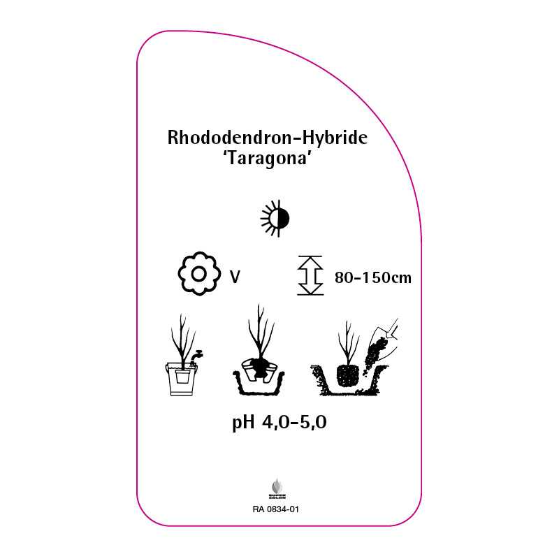 rhododendron-taragona-b0