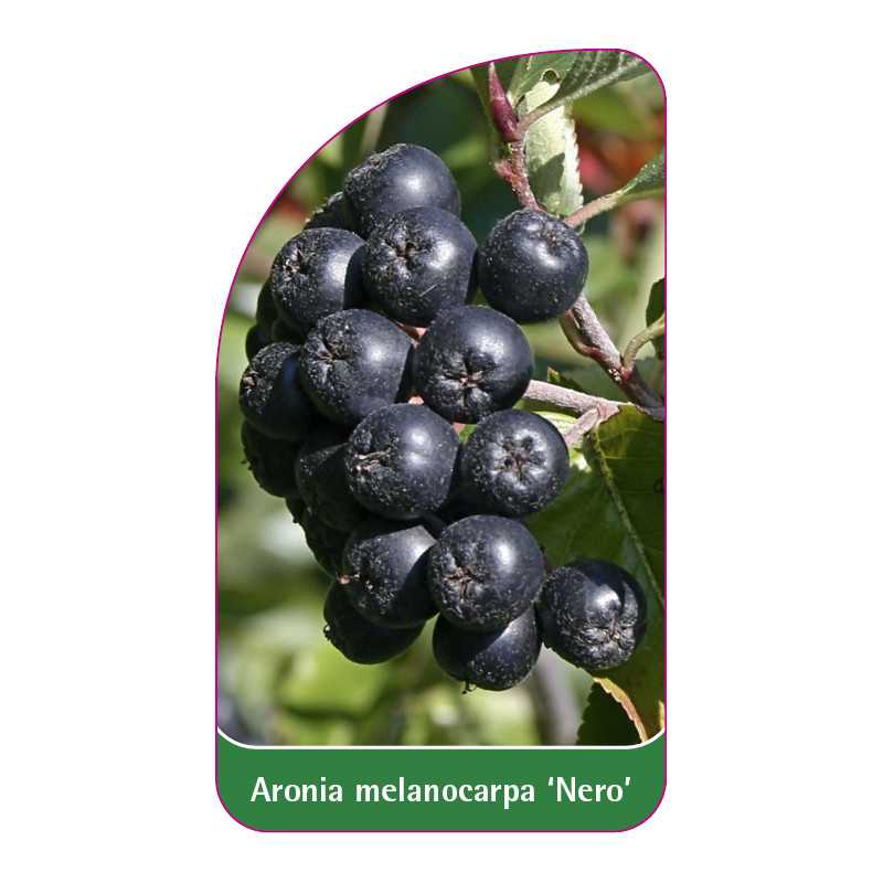 aronia-melanocarpa-nero-b1