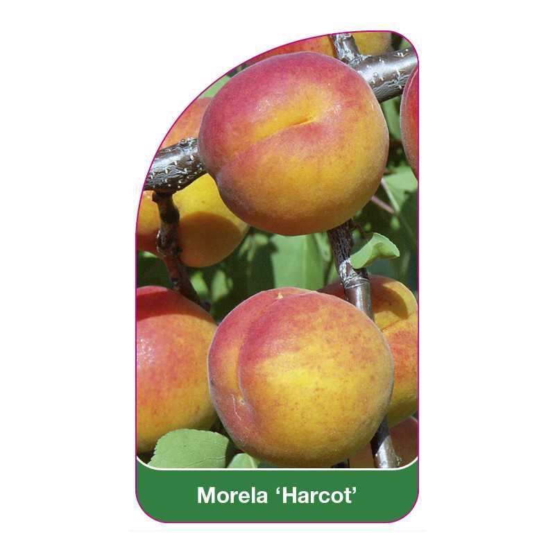 morela-harcot-b1