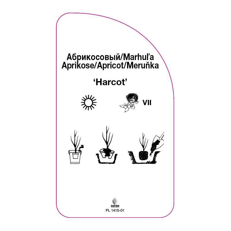morela-harcot-b0