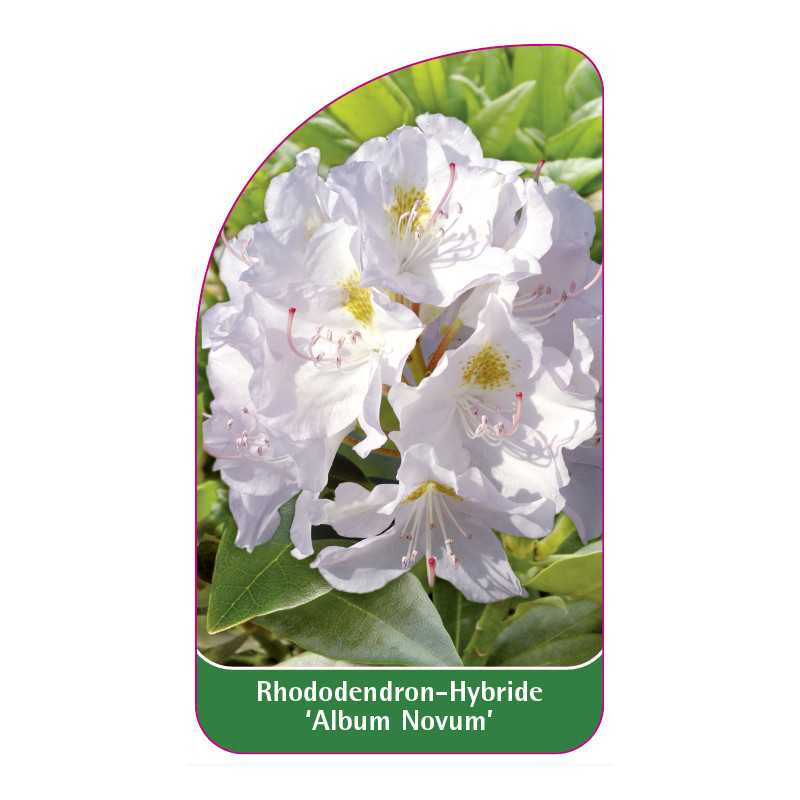 rhododendron-album-novum-b1