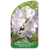 rhododendron-album-novum-b1