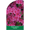 azalea-japonica-amoena-standard1