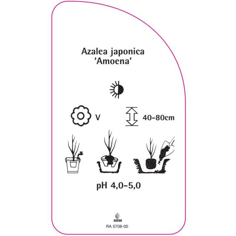 azalea-japonica-amoena-standard0