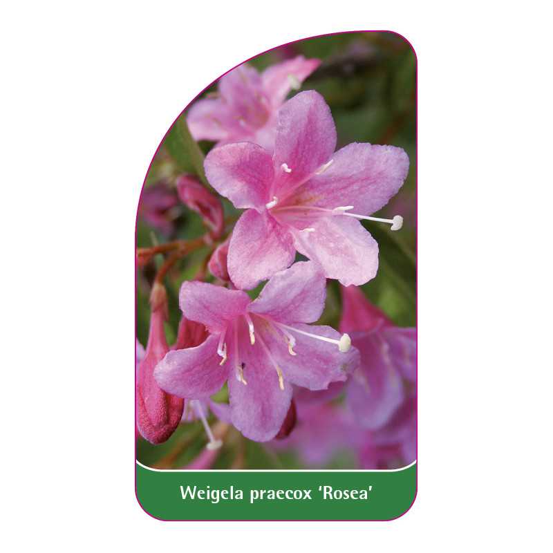 weigela-praecox-rosea-1