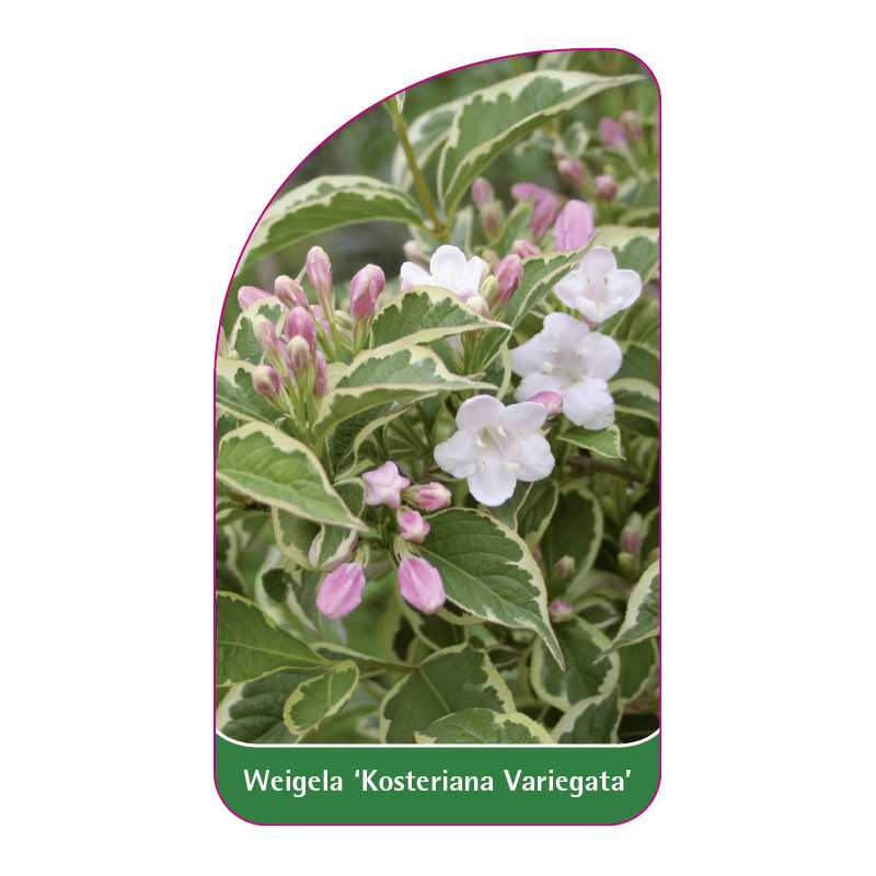 weigela-kosteriana-variegata-a1