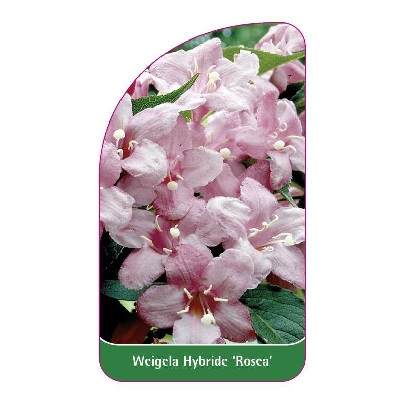 weigela-hybride-rosea-1