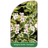 weigela-florida-variegata-1