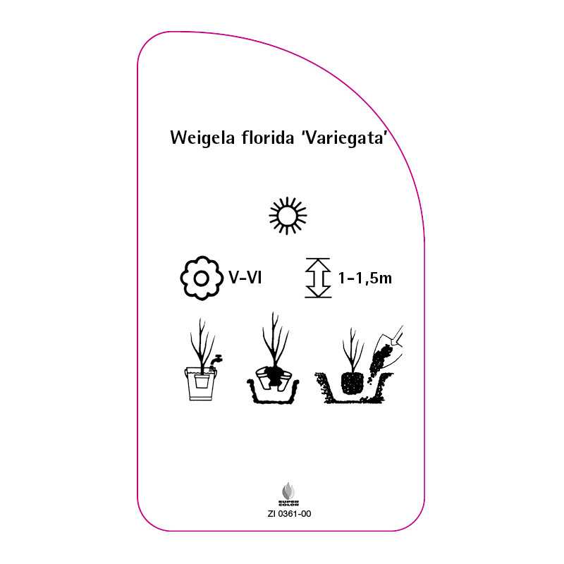 weigela-florida-variegata-0