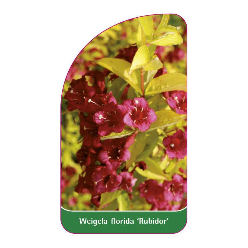 weigela-florida-rubidor-1