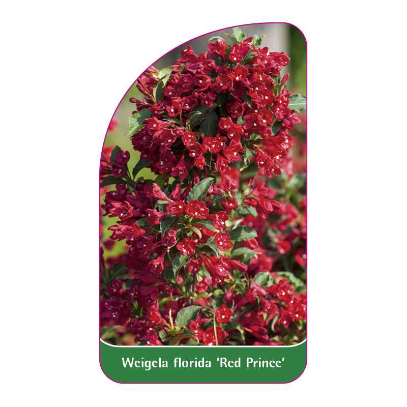 weigela-florida-red-prince-c1