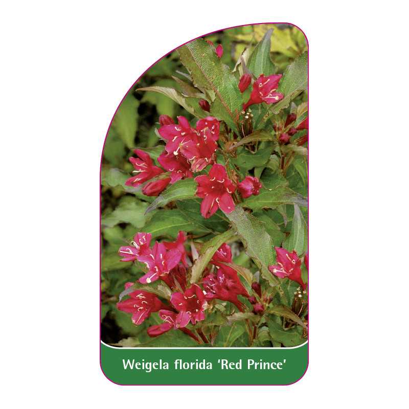weigela-florida-red-prince-b1