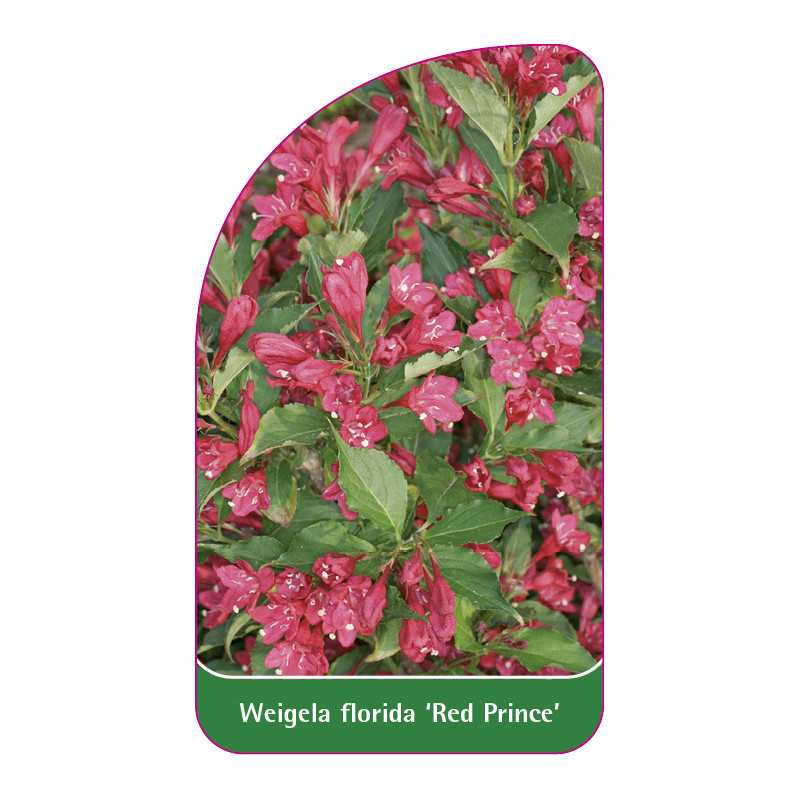 weigela-florida-red-prince-a1