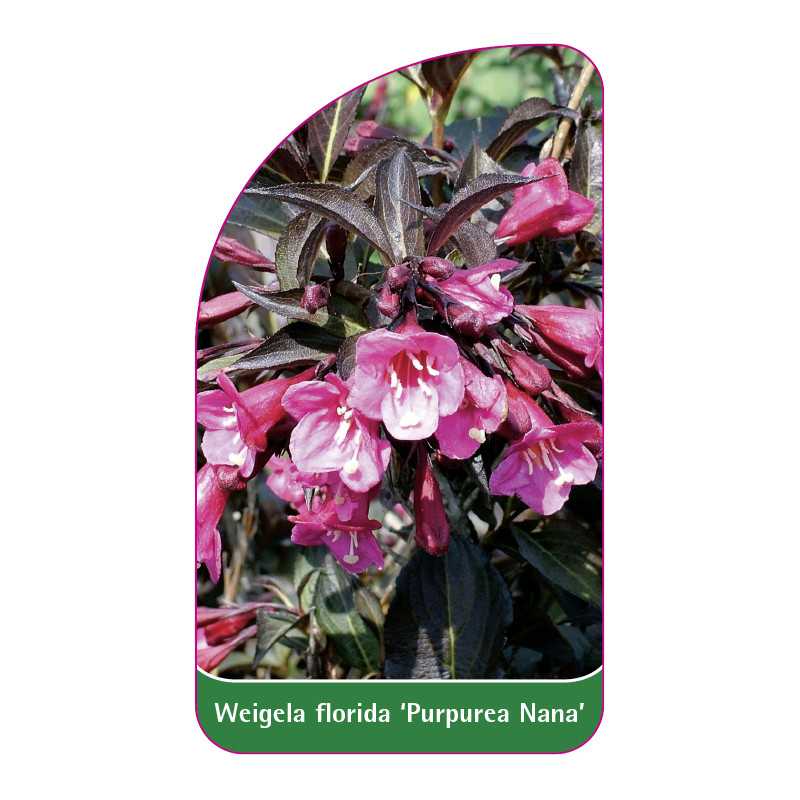 weigela-florida-purpurea-nana-1