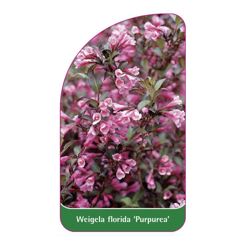 weigela-florida-purpurea-1