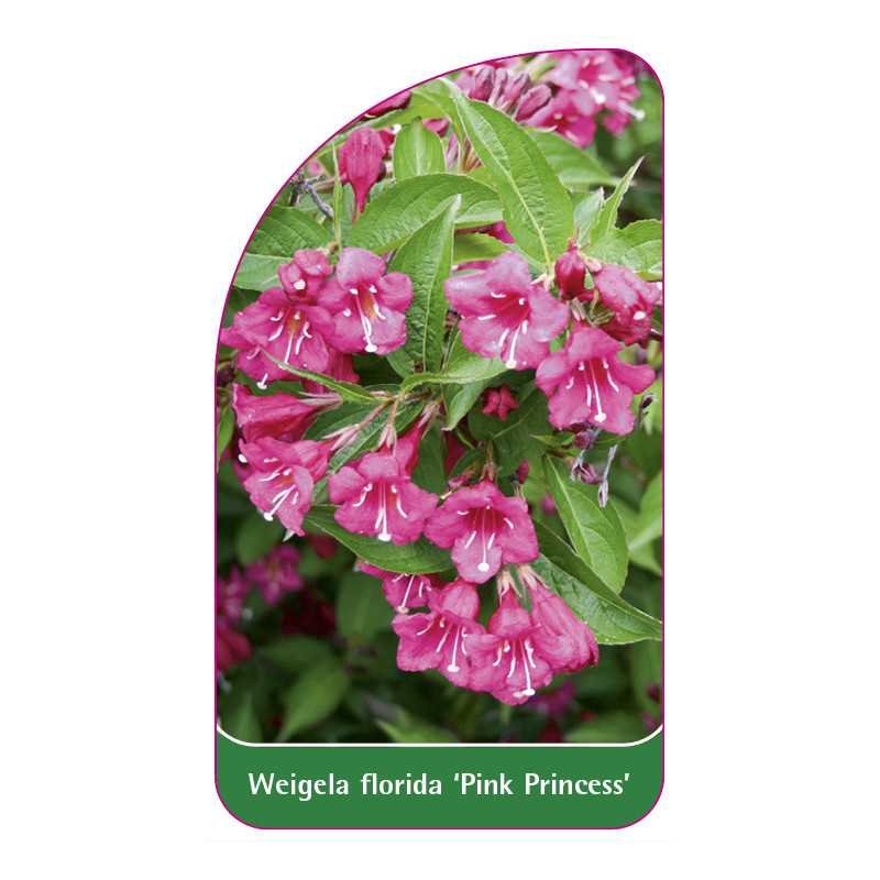 weigela-florida-pink-princess-1