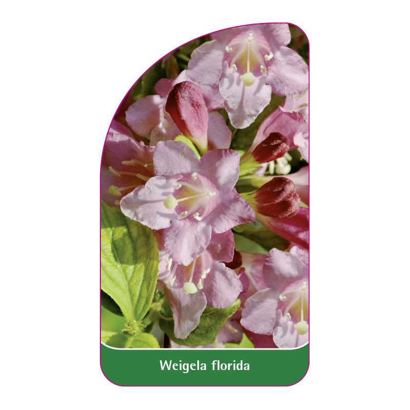 weigela-florida1