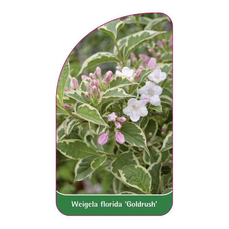 weigela-florida-goldrush-1