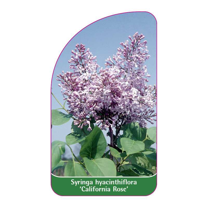 syringa-hyacinthiflora-california-rose-standard1
