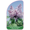 syringa-hyacinthiflora-california-rose-standard1