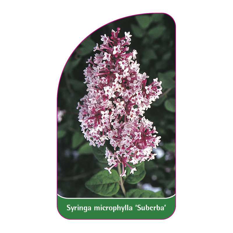 syringa-microphylla-suberba-1