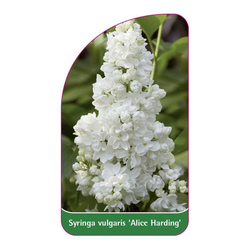 syringa-vulgaris-alice-harding-1