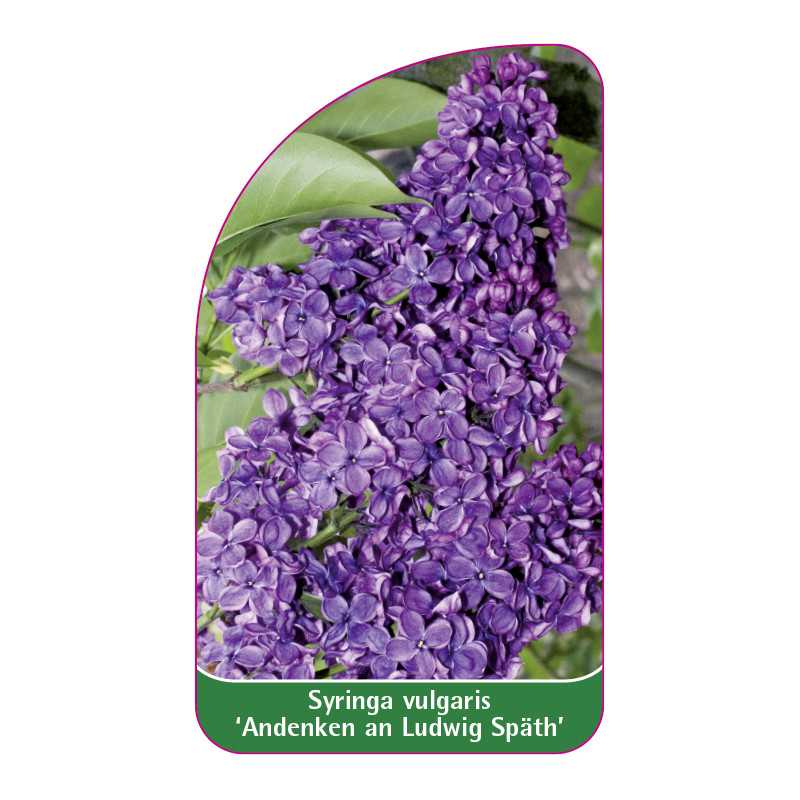 syringa-vulgaris-andenken-an-ludwig-spath-standard1