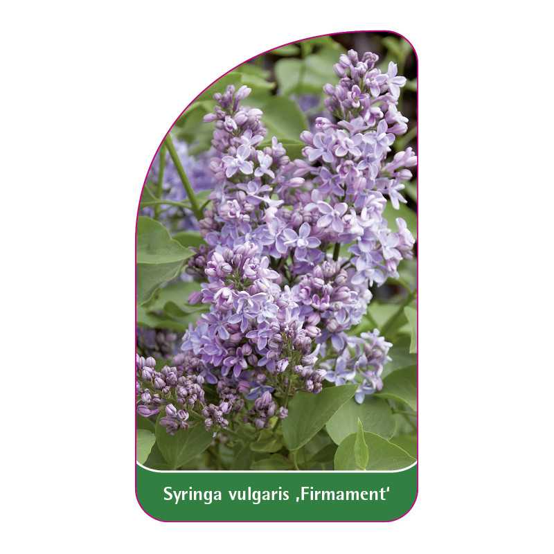 syringa-vulgaris-firmament-1