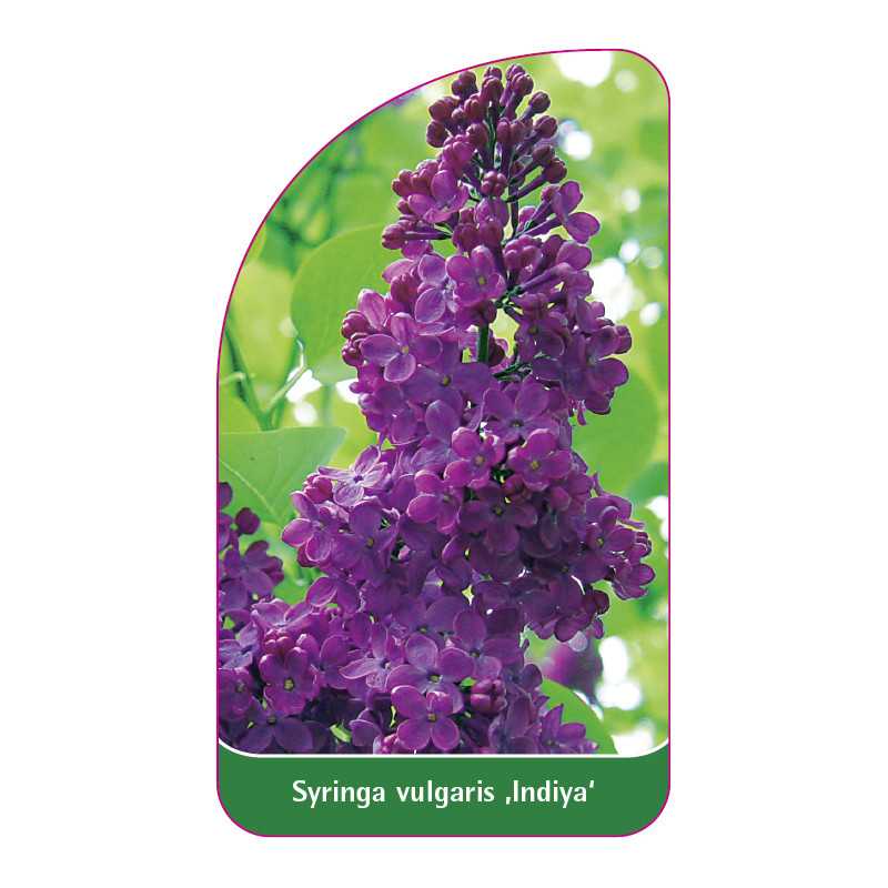 syringa-vulgaris-indiya-1