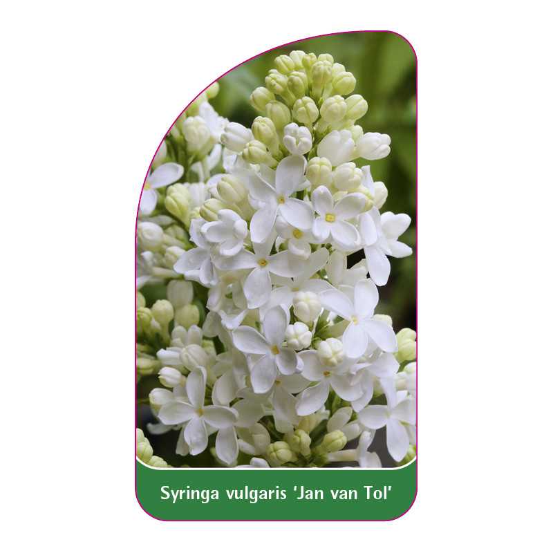 syringa-vulgaris-jan-van-tol-1