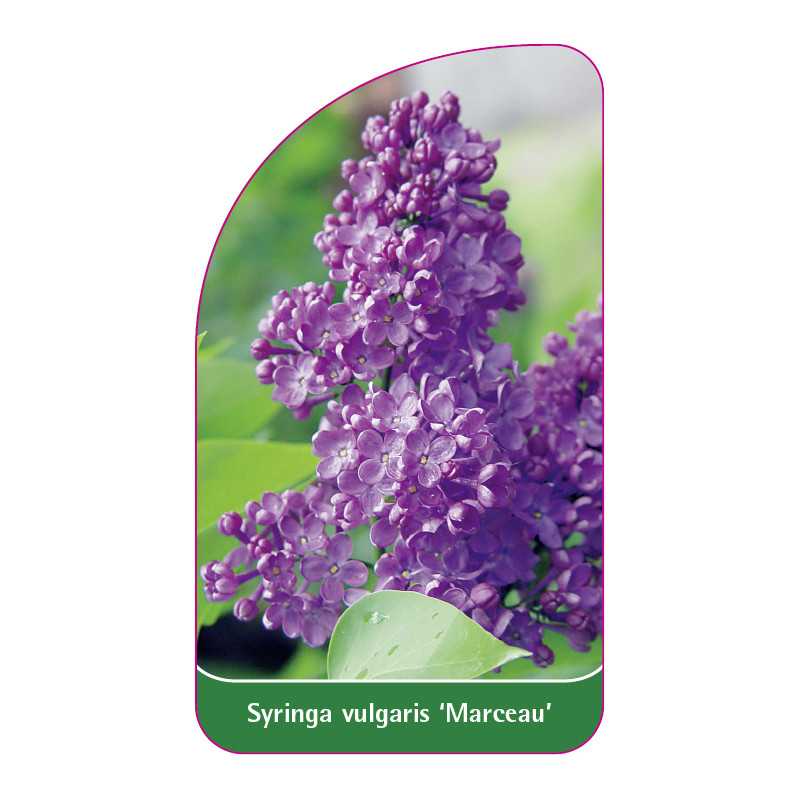 syringa-vulgaris-marceau-1