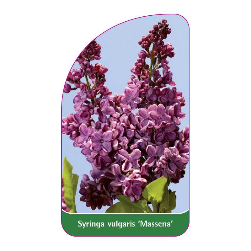 syringa-vulgaris-massena-1