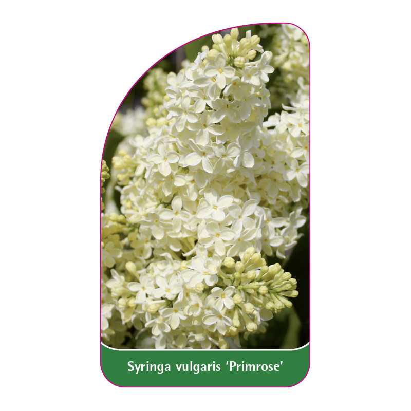 syringa-vulgaris-primrose-1