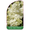 syringa-vulgaris-primrose-1