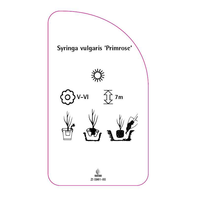 syringa-vulgaris-primrose-0