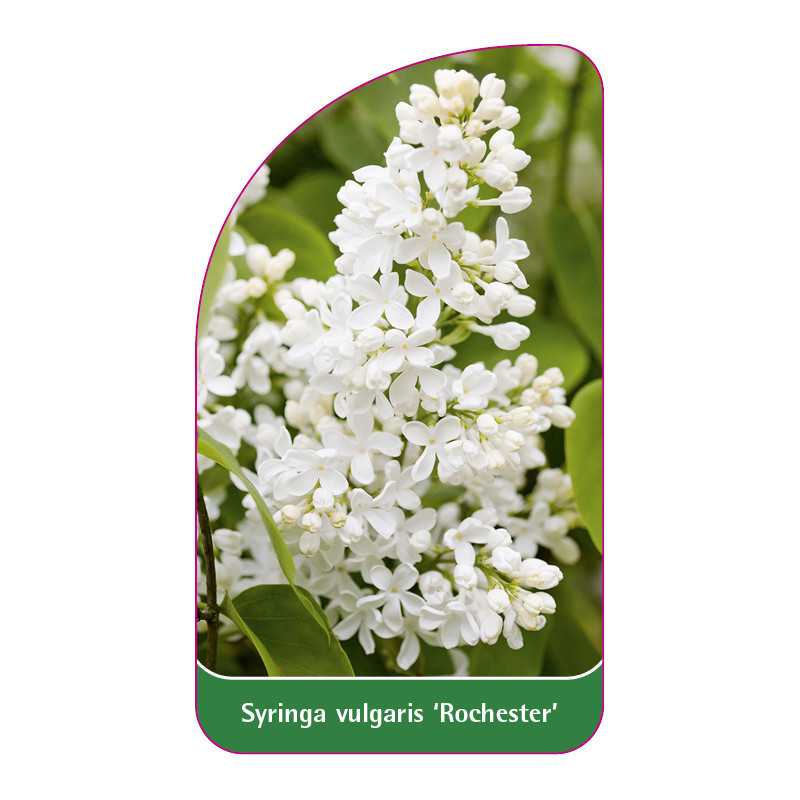 syringa-vulgaris-rochester-1