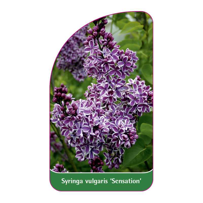 syringa-vulgaris-sensation-1