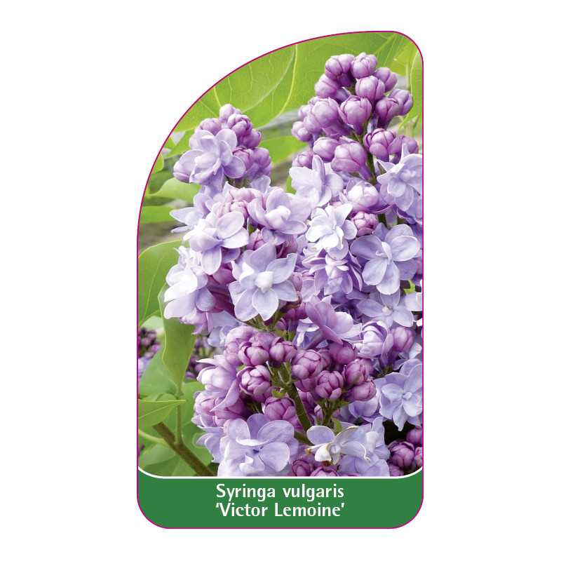 syringa-vulgaris-victor-lemoine-1