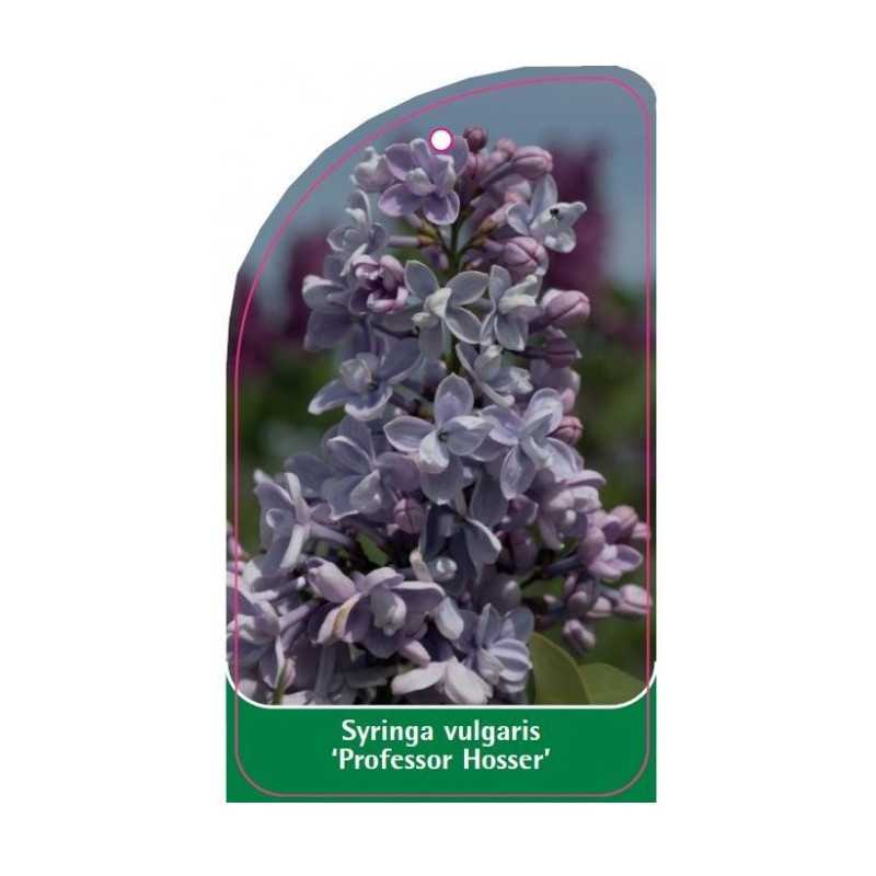 syringa-vulgaris-profesor-hosser-a-standard1